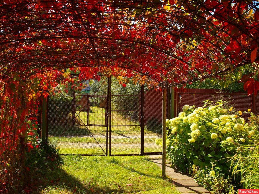 Девичий виноград Йеллоу Уолл
