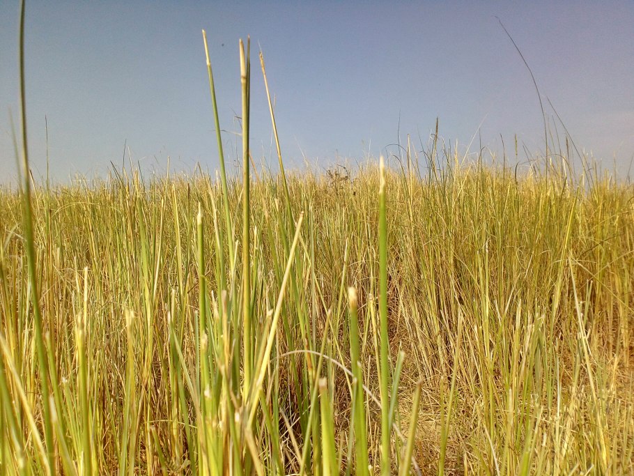 Мискантус биотопливо