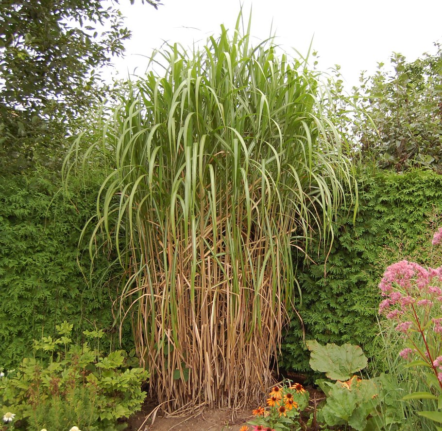 Мискантус Флоридус Гигантеус