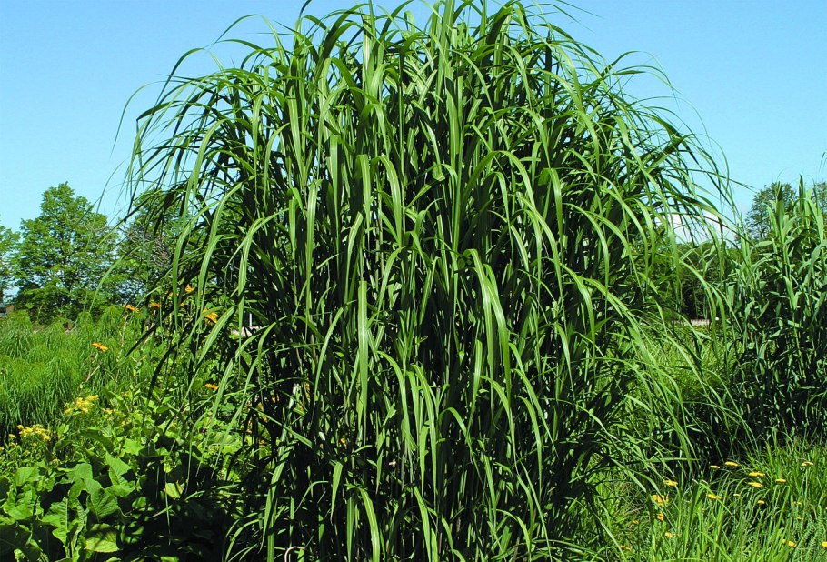 Мискантус Флоридус Гигантеус