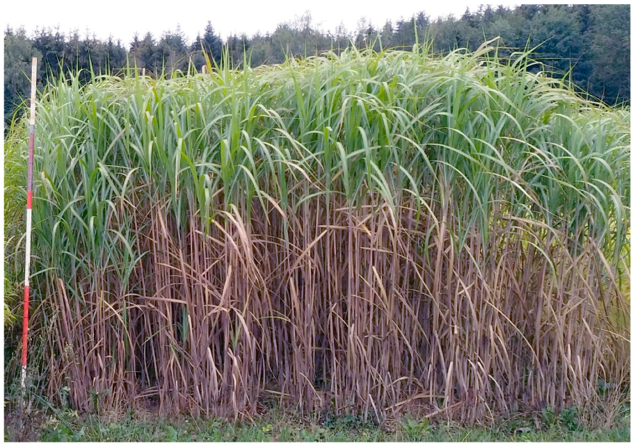 Мискантус слоновая трава