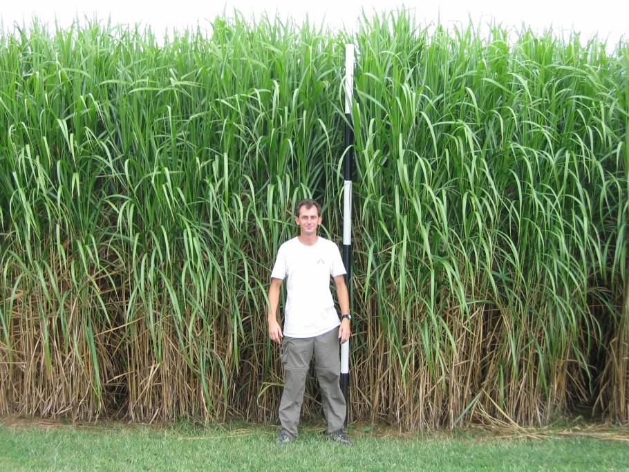 Мискантус слоновая трава