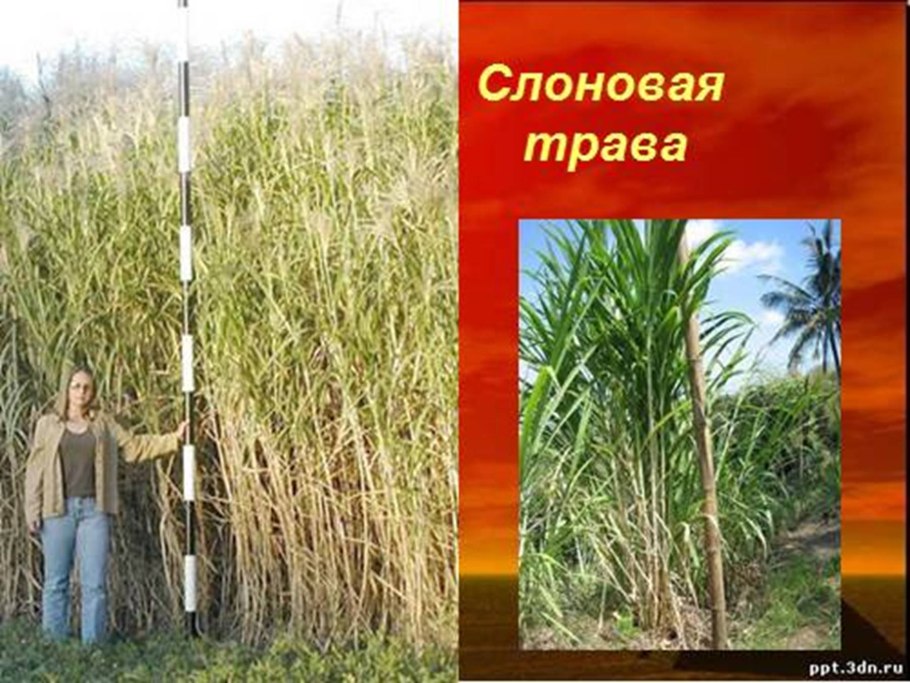 Мискантус тростниковидный