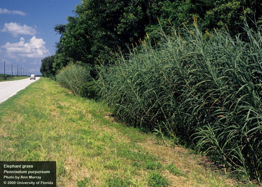 Камыш мискантус