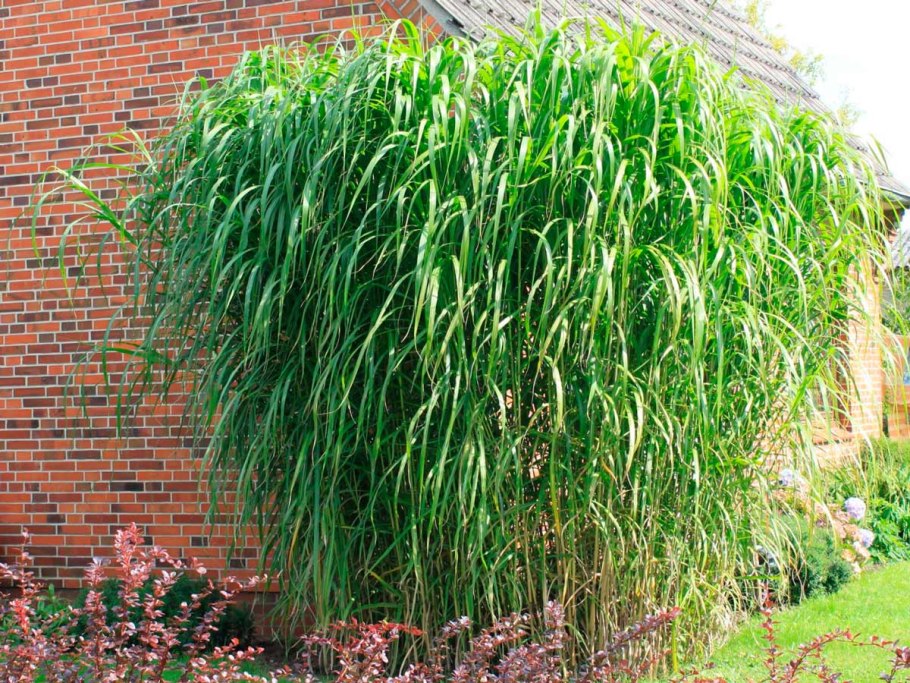 Целлюлоза из мискантуса