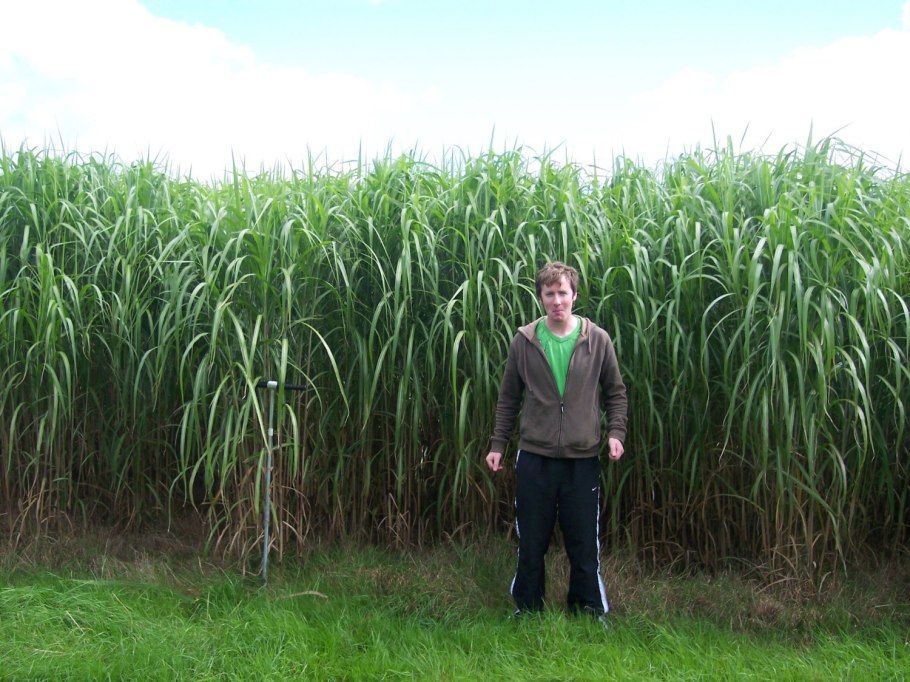 Мискантус ризомы