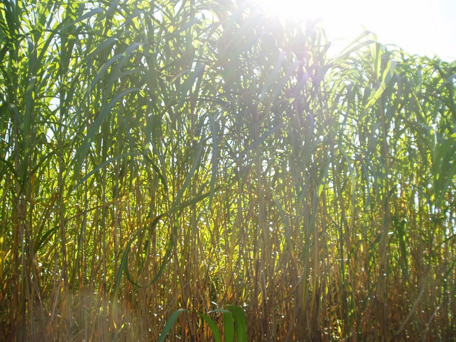 Слоновья трава семена