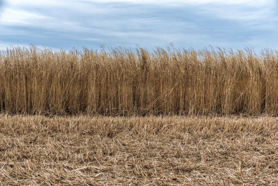 Мискантус слоновая трава