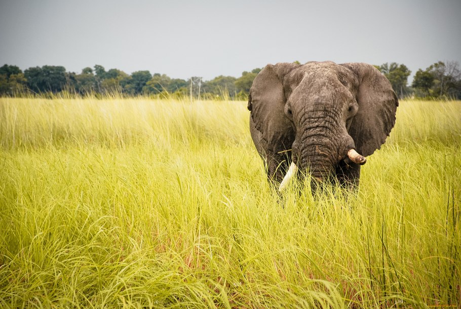 Слоновая трава в Африке