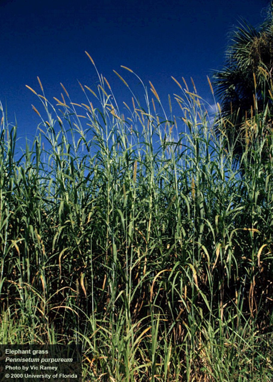 Спартина гребенчатая