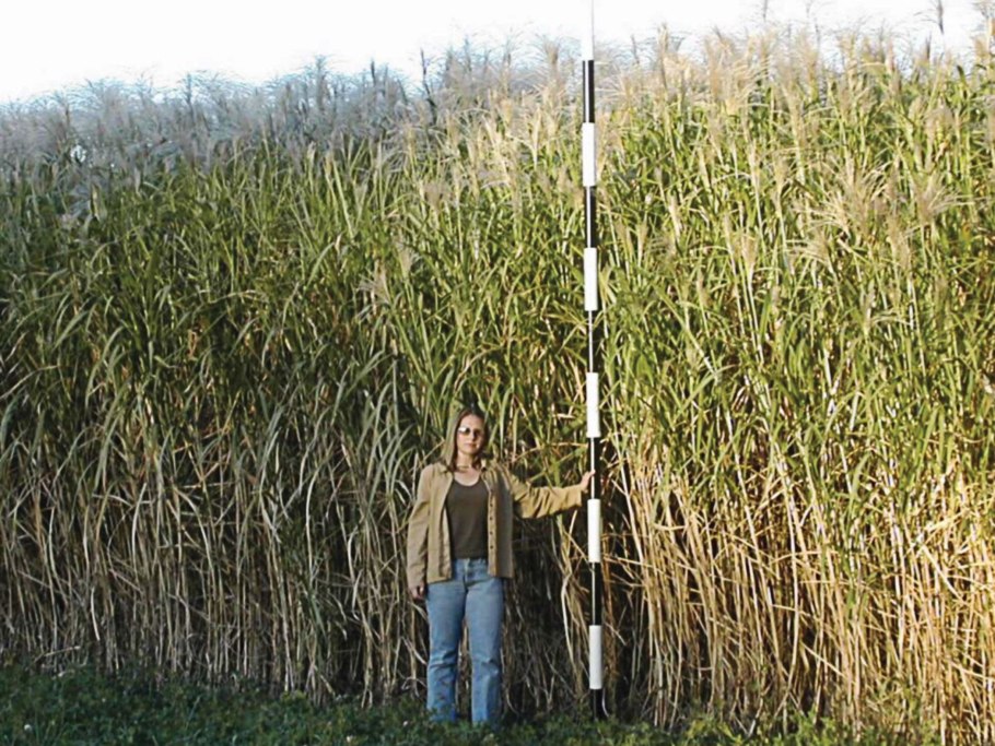 Слоновая трава в саваннах Африки