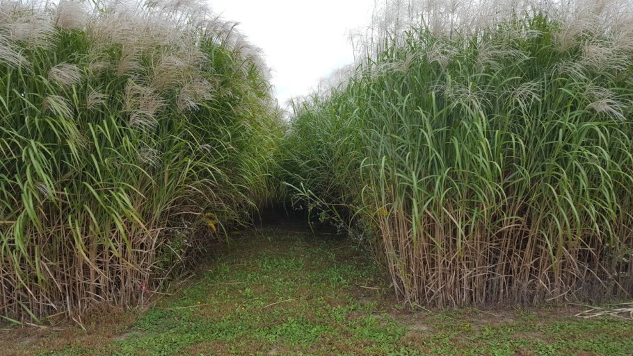 Бермудская трава саванны