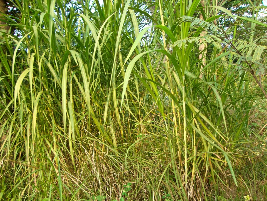 Слоновая трава в саваннах Африки