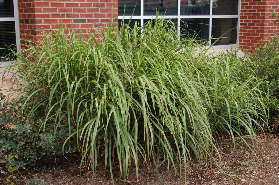 Мискантус китайский Грацилимус