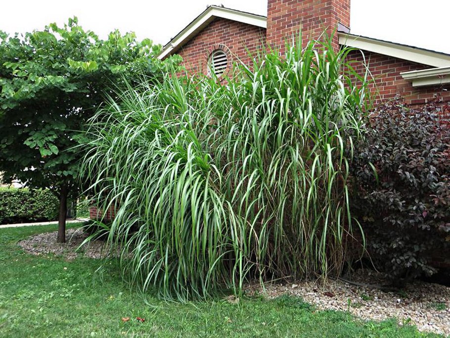 Pennisetum purpureum