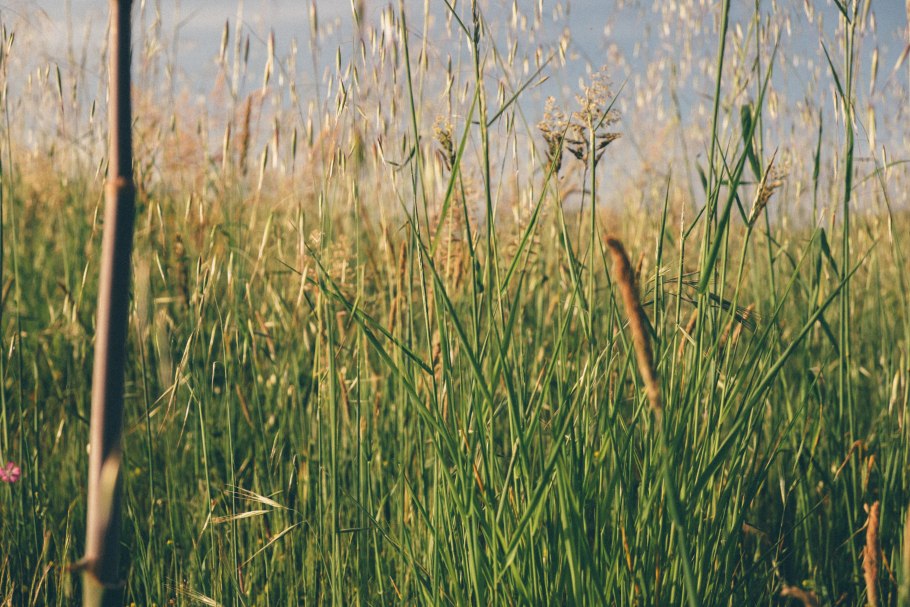 Гигантский мискантус мискантус