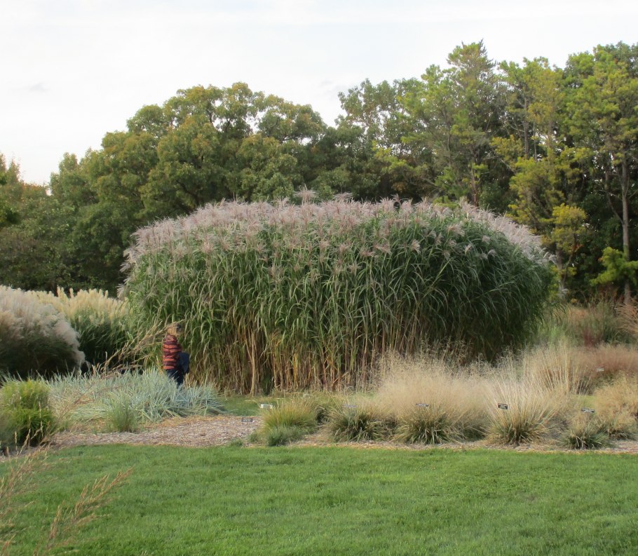 Слоновая трава Африканская Саванна