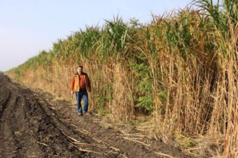 Мискантуса (Слоновья трава