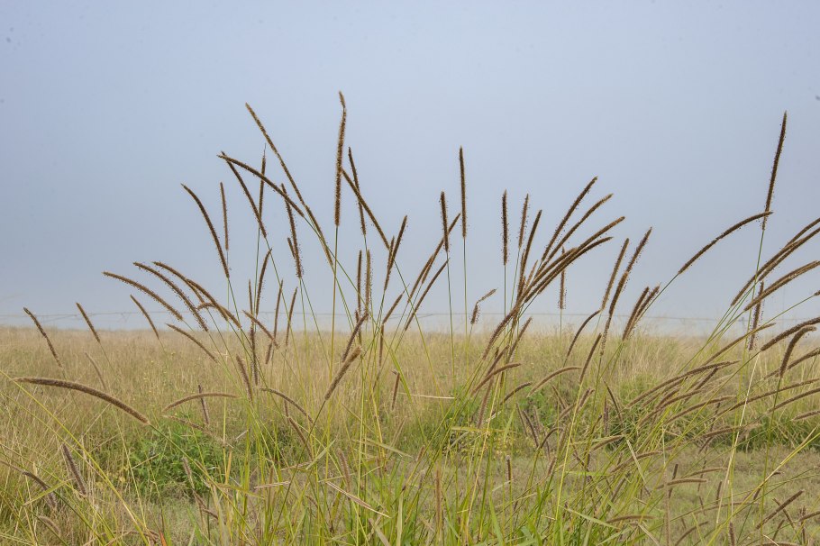 Мискантус Гигантеус