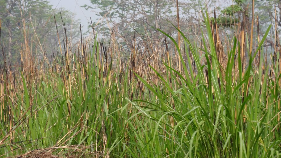 Саванна растения Слоновья трава