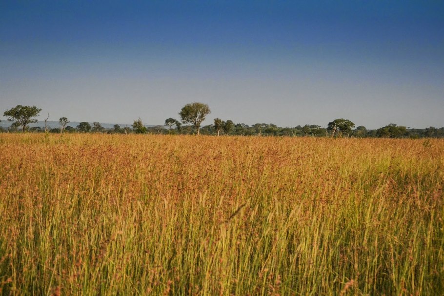 Мискантус Флоридус Гигантеус