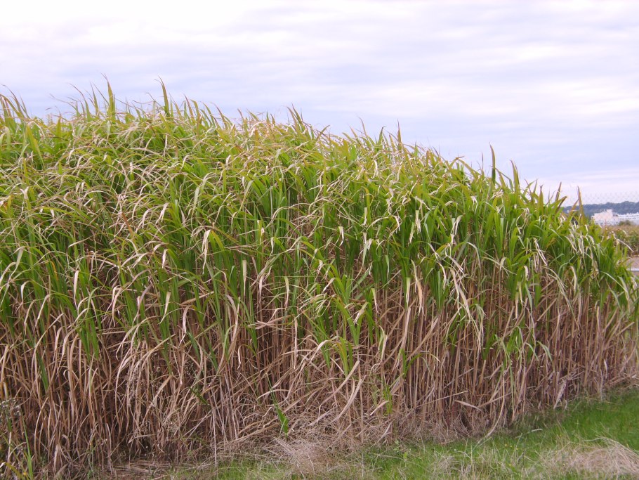 Мискантус гигантский таблица возделывания