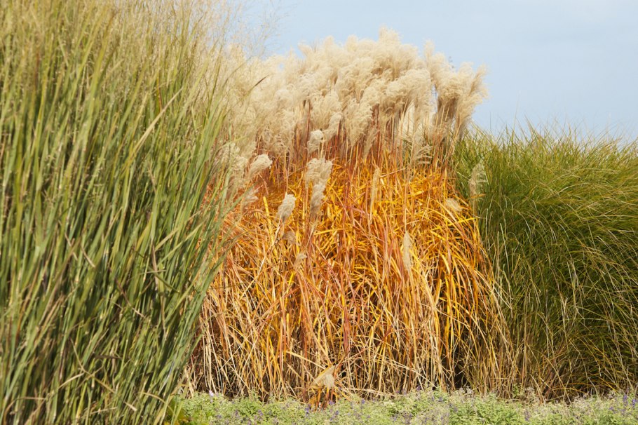 Мискантус гигантский