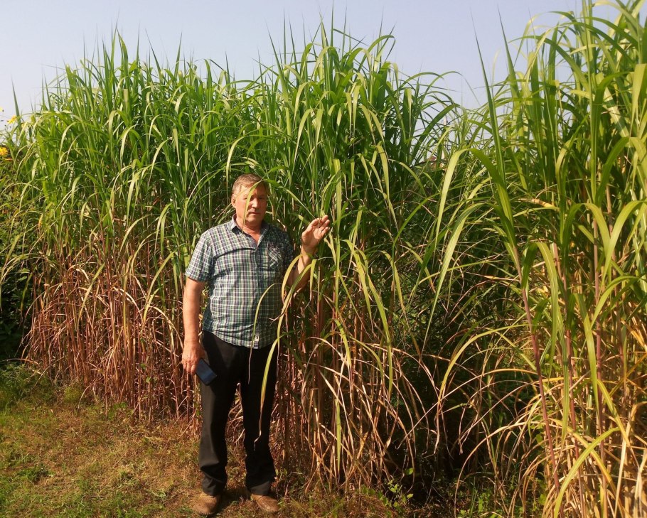 Мискантус слоновая трава