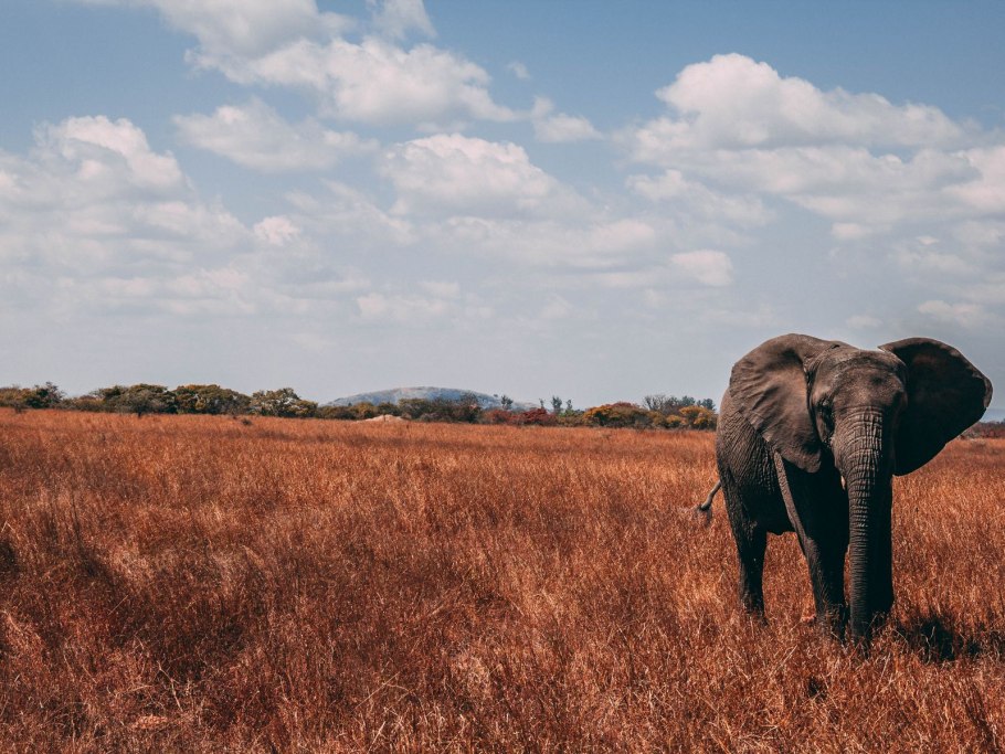 Мискантус сахароцветный поле