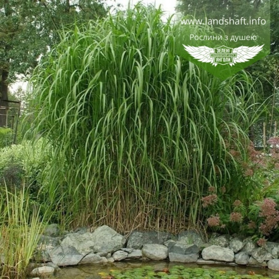 Мискантус слоновая трава