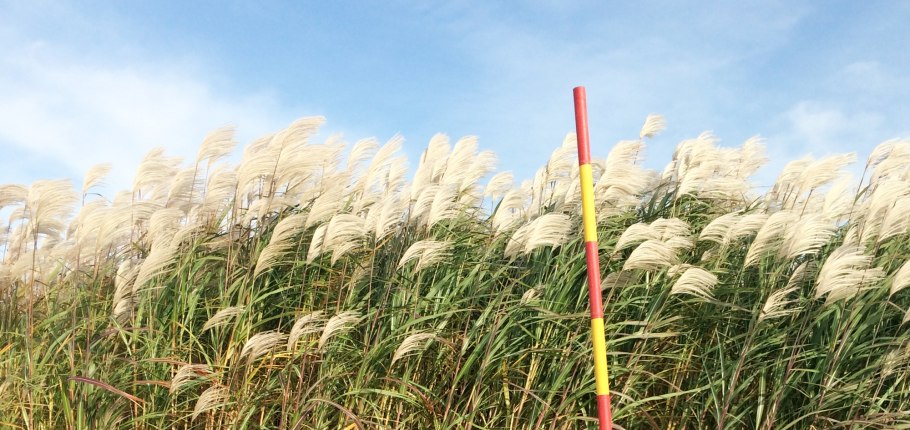 Камыш мискантус стебель