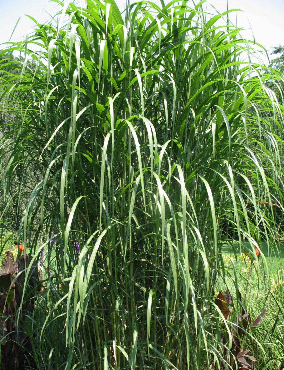 Гигантский мискантус мискантус