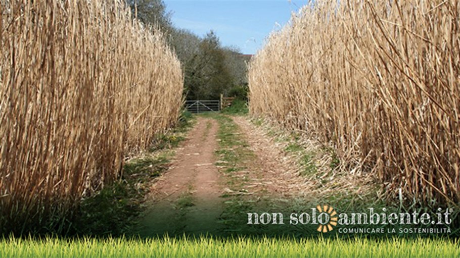 Мискантуса (Слоновья трава