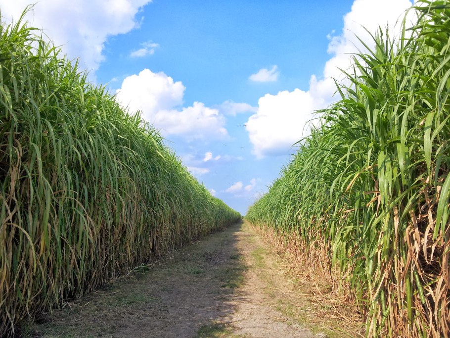 Плантации сахарного тростника