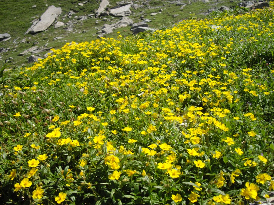 Солнцецвет гибридный "Ben fhada"