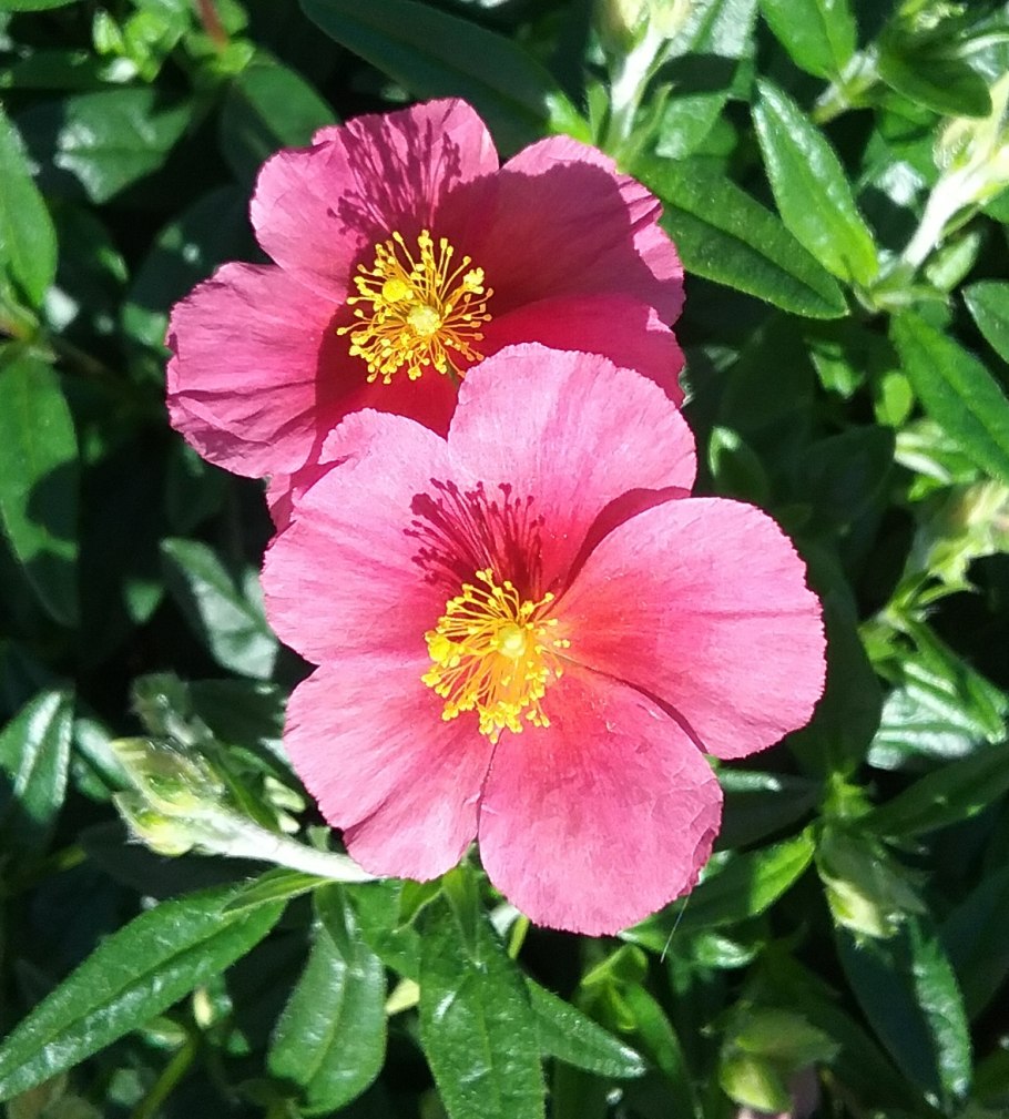 Солнцецвет монетчатый