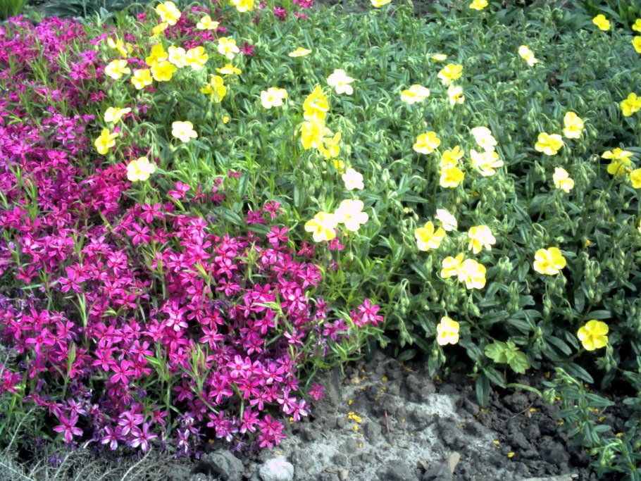 Солнцецвет монетолистный Квин Керис