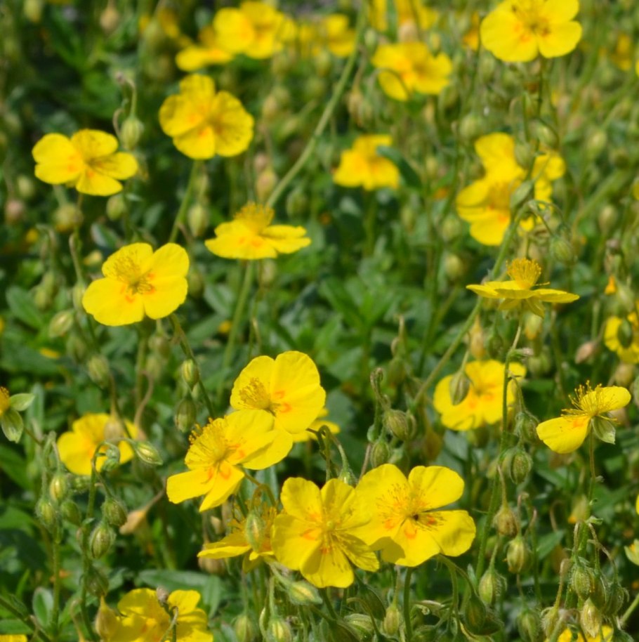 Солнцецвет монетолистный (Гелиантемум)