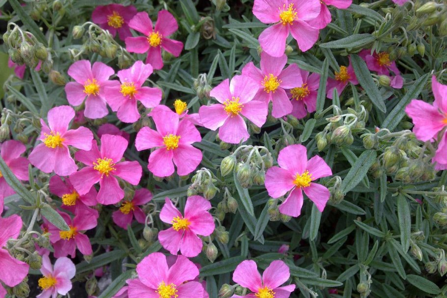 Солнцецвет монетолистный (Гелиантемум)