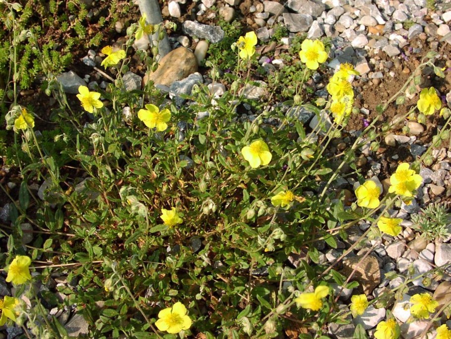 Солнцецвет Апеннинский