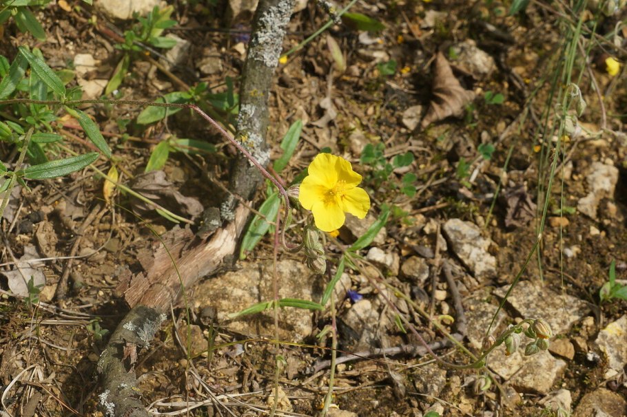 Солнцецвет Plenum