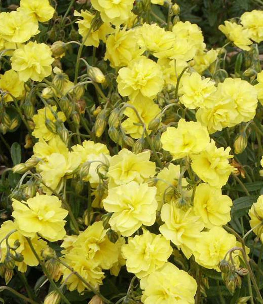 Солнцецвет Арктический