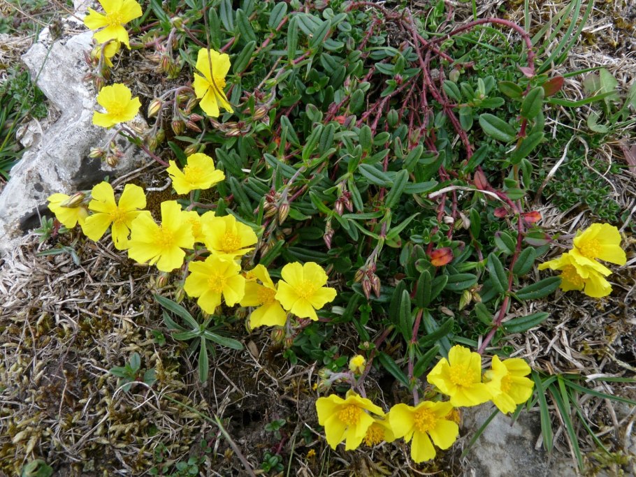 Солнцецвет монетолистный (Гелиантемум)