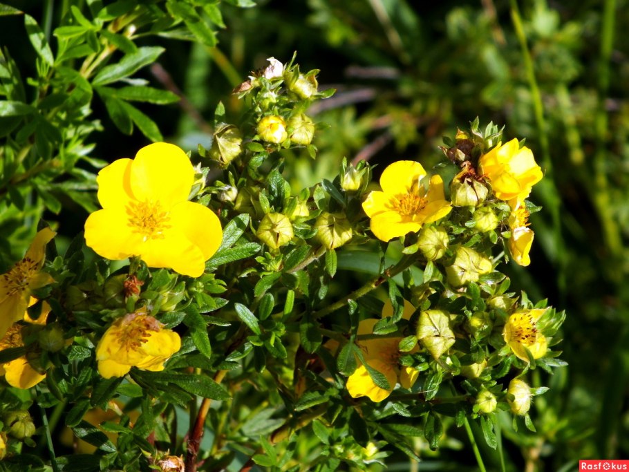 Солнцецвет монетолистный Helianthemum nummularium