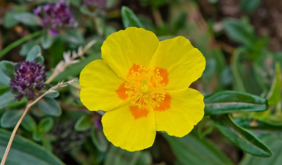 Гелиантемум переменчивый