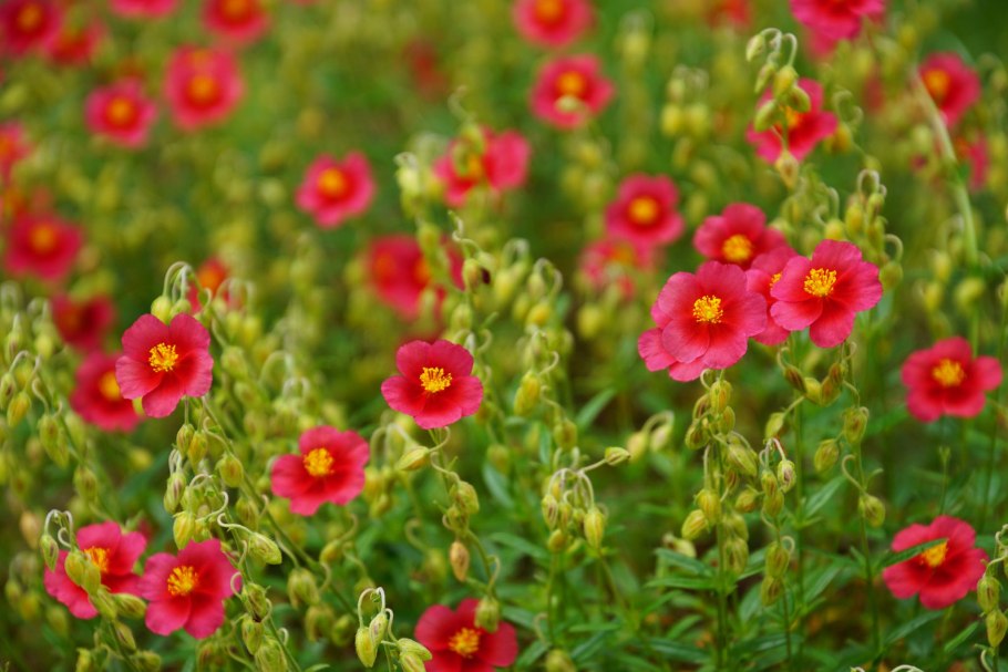 Солнцецвет каменный цветок