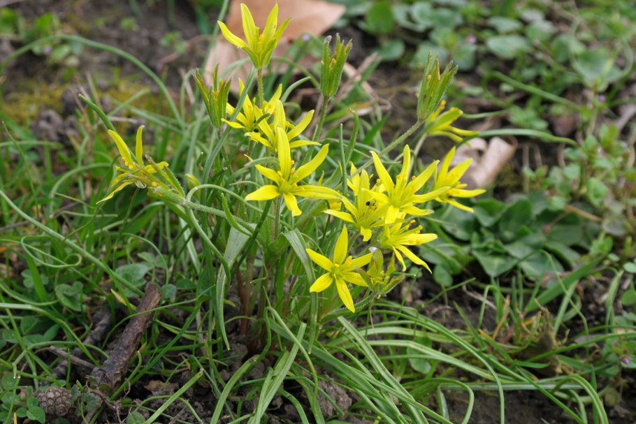 Гусиный лук жёлтый (Gagea lutea)