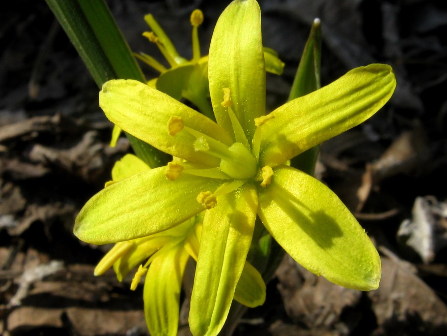 Gagea lutea