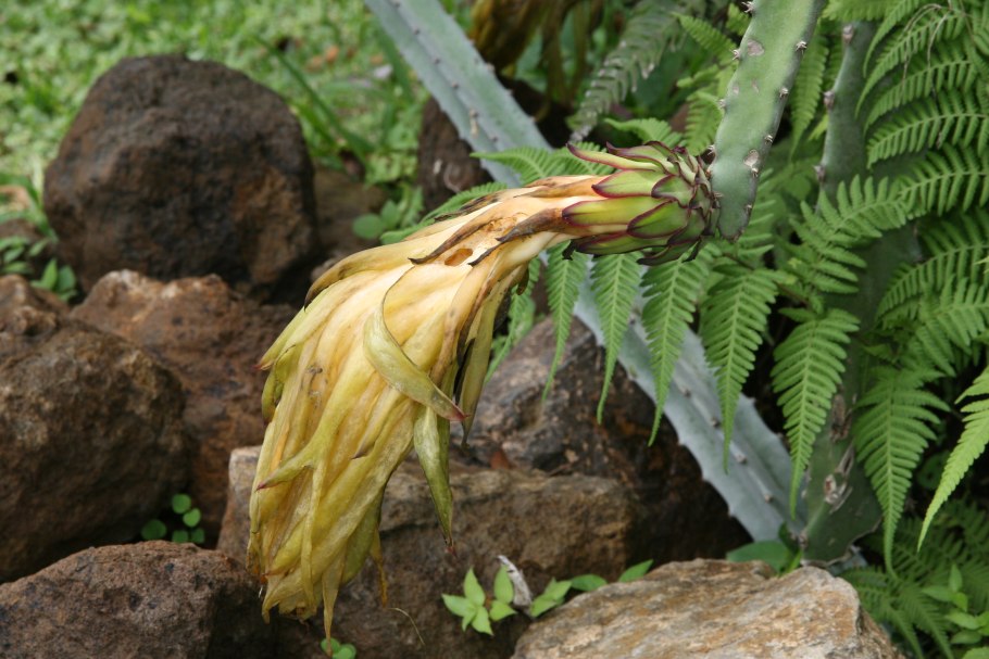 Эпифиллум питахайя