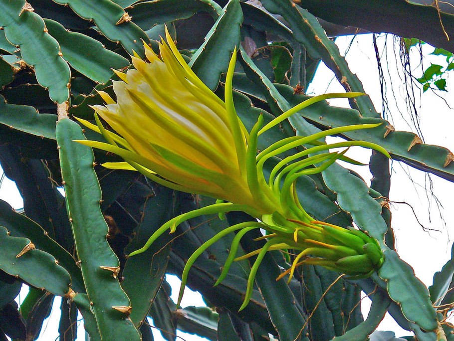 Гилоцереус четырехгранный